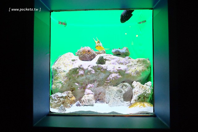 日本沖繩｜美麗海水族館．絢麗多彩的沖繩之謎，嘆為觀止的黑潮之海 @飛天璇的口袋