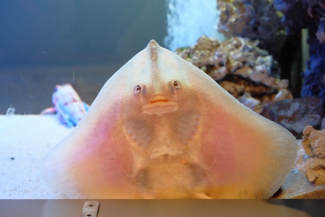 日本秋田旅遊景點┃秋田趴趴造Day4：小安峽大噴湯&rarr;佐藤養助(稻庭烏龍麵體驗+午餐)&rarr;兩關酒造&rarr;男鹿水族館GAO&rarr;元湯雄山閣&rarr;NAMAHAGE神鬼太鼓表演 @飛天璇的口袋