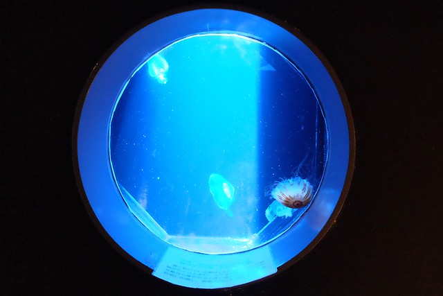 日本秋田旅遊景點┃秋田趴趴造Day4：小安峽大噴湯&rarr;佐藤養助(稻庭烏龍麵體驗+午餐)&rarr;兩關酒造&rarr;男鹿水族館GAO&rarr;元湯雄山閣&rarr;NAMAHAGE神鬼太鼓表演 @飛天璇的口袋