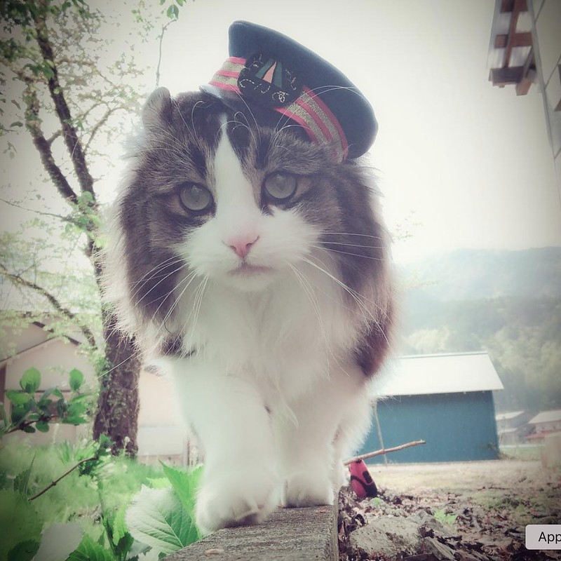 日本福島｜芦ノ牧溫泉駅．超療癒的貓咪站長Love，會津鐵道蘆之牧溫泉車站 @飛天璇的口袋