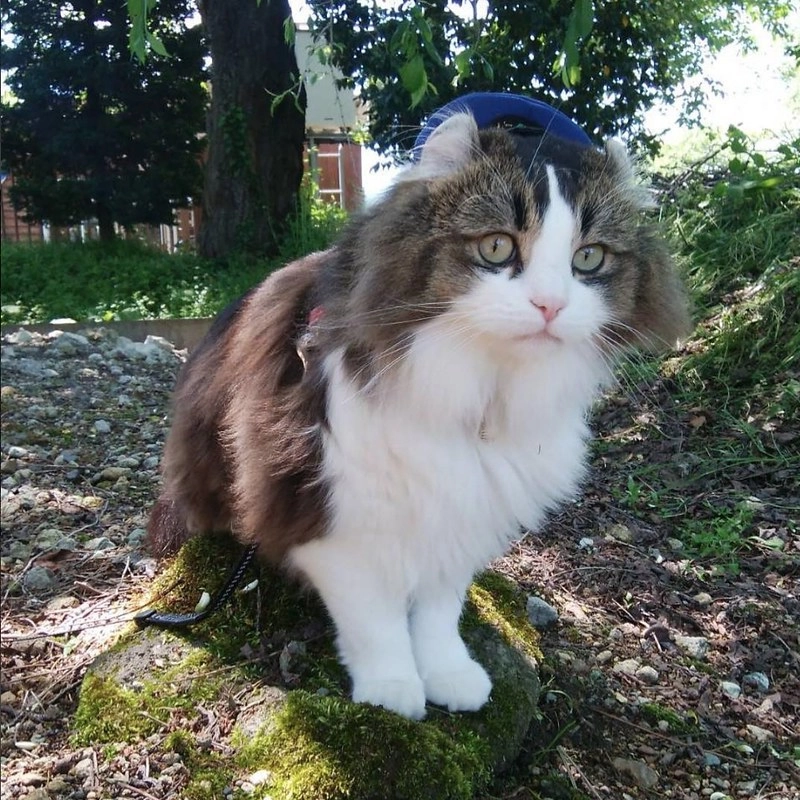 日本福島｜芦ノ牧溫泉駅．超療癒的貓咪站長Love，會津鐵道蘆之牧溫泉車站 @飛天璇的口袋