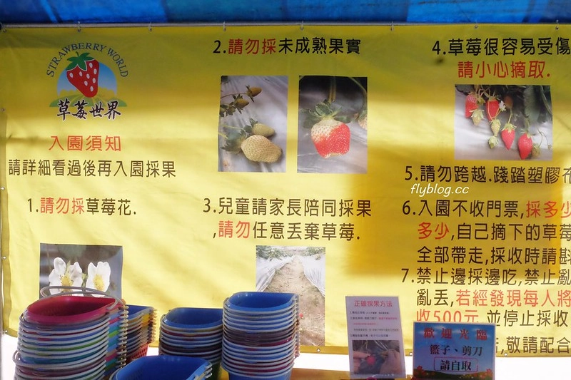 台中潭子｜草莓世界．採草莓不用到苗栗大湖，台中潭子就有草莓園，無毒有機草莓吃的安心 @飛天璇的口袋