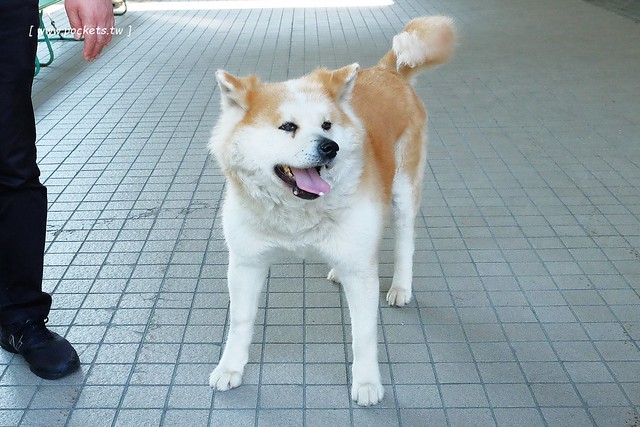 日本秋田旅遊景點┃秋田趴趴造Day2：角館TATETSU家和服體驗&rarr;角館武家屋敷(青柳家)&rarr;KURAKICHI和菓子&rarr;田澤湖(辰子、獨木舟)&rarr; 乳頭溫泉妙乃湯 @飛天璇的口袋
