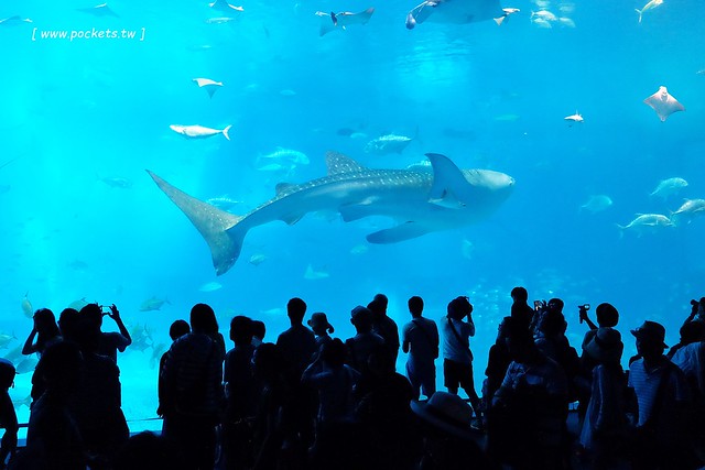 日本沖繩｜美麗海水族館．絢麗多彩的沖繩之謎，嘆為觀止的黑潮之海 @飛天璇的口袋