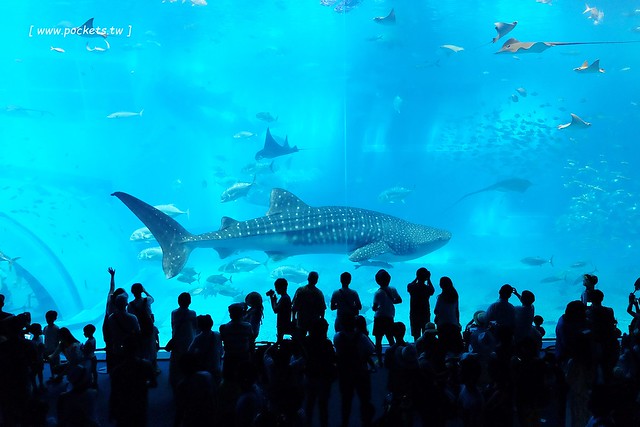 日本沖繩｜美麗海水族館．絢麗多彩的沖繩之謎，嘆為觀止的黑潮之海 @飛天璇的口袋