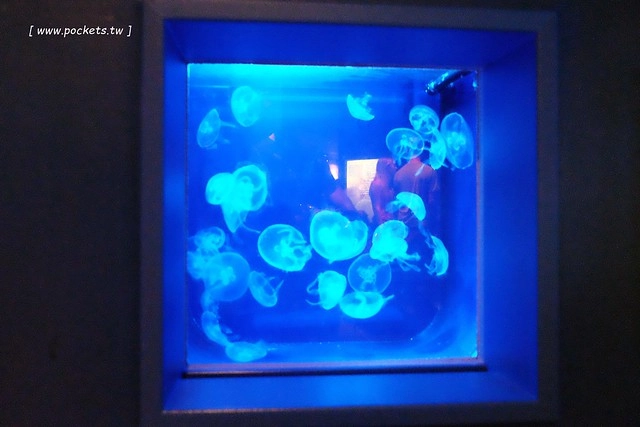 日本沖繩｜美麗海水族館．絢麗多彩的沖繩之謎，嘆為觀止的黑潮之海 @飛天璇的口袋