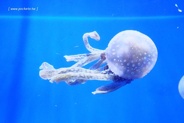 日本沖繩｜美麗海水族館．絢麗多彩的沖繩之謎，嘆為觀止的黑潮之海 @飛天璇的口袋