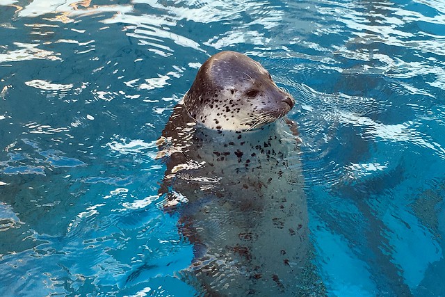 日本秋田旅遊景點┃秋田趴趴造Day4：小安峽大噴湯&rarr;佐藤養助(稻庭烏龍麵體驗+午餐)&rarr;兩關酒造&rarr;男鹿水族館GAO&rarr;元湯雄山閣&rarr;NAMAHAGE神鬼太鼓表演 @飛天璇的口袋