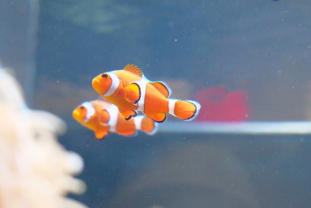 日本秋田旅遊景點┃秋田趴趴造Day4：小安峽大噴湯&rarr;佐藤養助(稻庭烏龍麵體驗+午餐)&rarr;兩關酒造&rarr;男鹿水族館GAO&rarr;元湯雄山閣&rarr;NAMAHAGE神鬼太鼓表演 @飛天璇的口袋