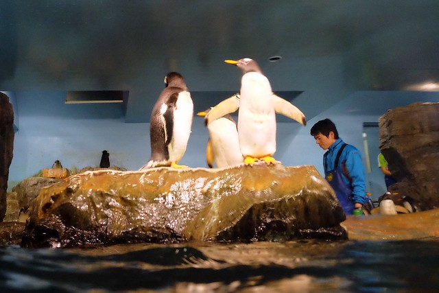 日本秋田旅遊景點┃秋田趴趴造Day4：小安峽大噴湯&rarr;佐藤養助(稻庭烏龍麵體驗+午餐)&rarr;兩關酒造&rarr;男鹿水族館GAO&rarr;元湯雄山閣&rarr;NAMAHAGE神鬼太鼓表演 @飛天璇的口袋