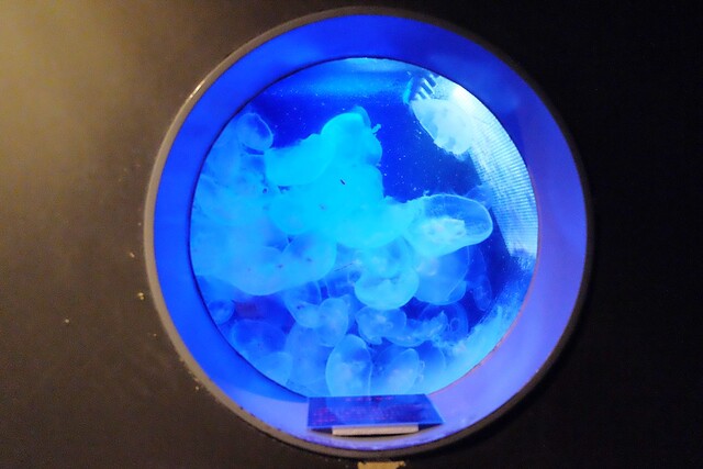 日本秋田旅遊景點┃秋田趴趴造Day4：小安峽大噴湯&rarr;佐藤養助(稻庭烏龍麵體驗+午餐)&rarr;兩關酒造&rarr;男鹿水族館GAO&rarr;元湯雄山閣&rarr;NAMAHAGE神鬼太鼓表演 @飛天璇的口袋