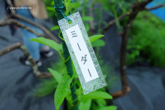 日本秋田旅遊景點┃秋田趴趴造Day3：抱返溪谷&rarr;AKITA藝術村(採藍莓、武士體驗)&rarr;TAZAWAKO(冠軍啤酒)&rarr;雪窯館&rarr; 增田古蹟(舊石田理吉家)&rarr;小安峽溫泉．元湯KURABU @飛天璇的口袋