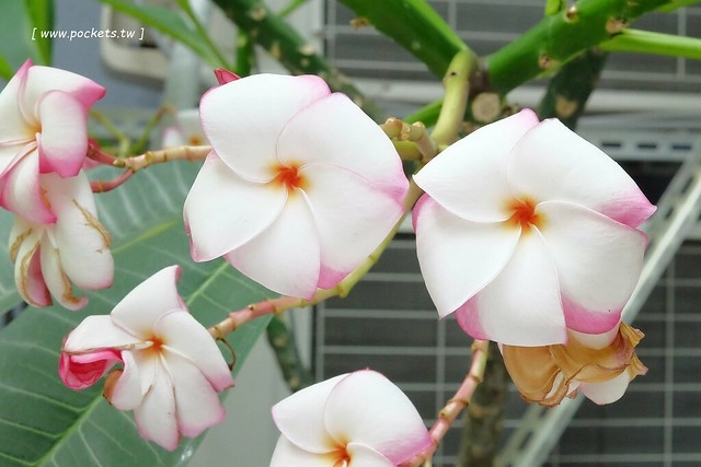 甜忌廉甜點店 Cream&Sugar｜香港潮男開設的甜點店，清爽好吃又有創意 @飛天璇的口袋