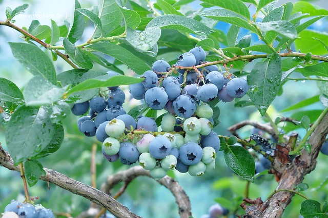 日本秋田旅遊景點┃秋田趴趴造Day3：抱返溪谷&rarr;AKITA藝術村(採藍莓、武士體驗)&rarr;TAZAWAKO(冠軍啤酒)&rarr;雪窯館&rarr; 增田古蹟(舊石田理吉家)&rarr;小安峽溫泉．元湯KURABU @飛天璇的口袋