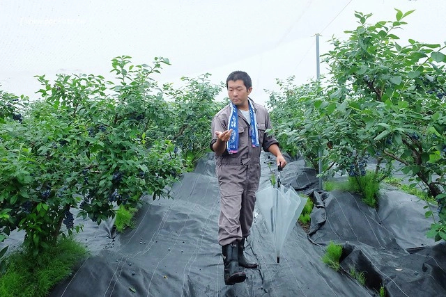 日本秋田旅遊景點┃秋田趴趴造Day3：抱返溪谷&rarr;AKITA藝術村(採藍莓、武士體驗)&rarr;TAZAWAKO(冠軍啤酒)&rarr;雪窯館&rarr; 增田古蹟(舊石田理吉家)&rarr;小安峽溫泉．元湯KURABU @飛天璇的口袋