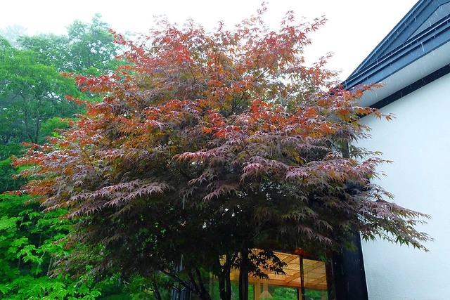 日本秋田旅遊景點┃秋田趴趴造Day3：抱返溪谷&rarr;AKITA藝術村(採藍莓、武士體驗)&rarr;TAZAWAKO(冠軍啤酒)&rarr;雪窯館&rarr; 增田古蹟(舊石田理吉家)&rarr;小安峽溫泉．元湯KURABU @飛天璇的口袋