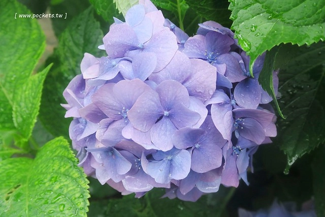 日本秋田旅遊景點┃秋田趴趴造Day3：抱返溪谷&rarr;AKITA藝術村(採藍莓、武士體驗)&rarr;TAZAWAKO(冠軍啤酒)&rarr;雪窯館&rarr; 增田古蹟(舊石田理吉家)&rarr;小安峽溫泉．元湯KURABU @飛天璇的口袋