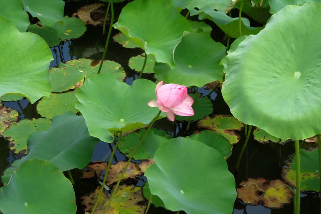 日本秋田｜秋田婆婆冰．可愛的玫瑰叭噗冰，巧遇千秋公園路邊攤 @飛天璇的口袋