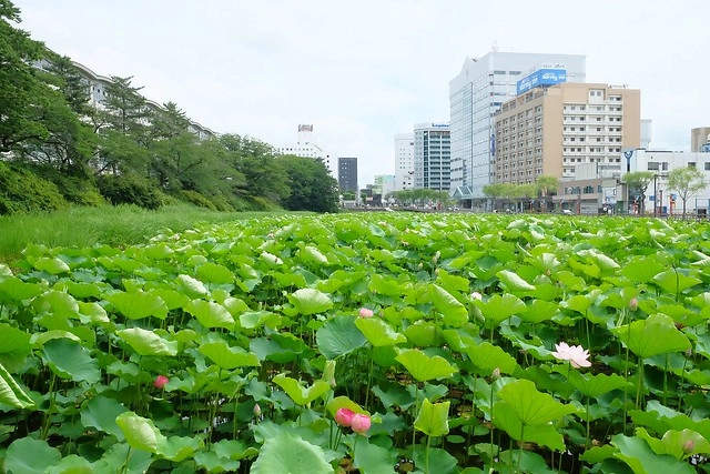 日本秋田｜秋田婆婆冰．可愛的玫瑰叭噗冰，巧遇千秋公園路邊攤 @飛天璇的口袋