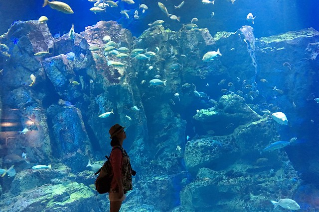 日本秋田｜秋田5天4夜行程規劃．夏天不一樣的美，秋田自由行美食景點 @飛天璇的口袋