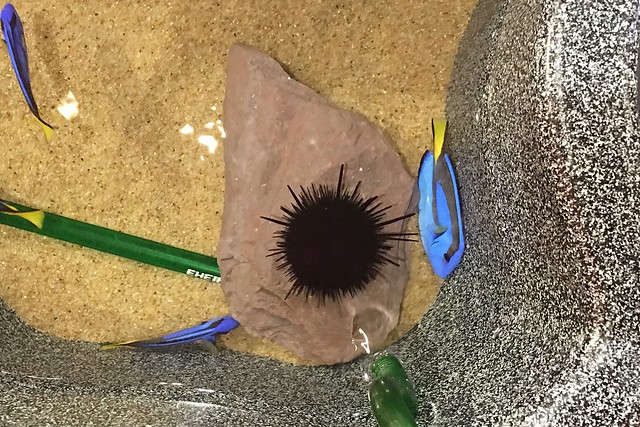 日本秋田旅遊景點┃秋田趴趴造Day4：小安峽大噴湯&rarr;佐藤養助(稻庭烏龍麵體驗+午餐)&rarr;兩關酒造&rarr;男鹿水族館GAO&rarr;元湯雄山閣&rarr;NAMAHAGE神鬼太鼓表演 @飛天璇的口袋