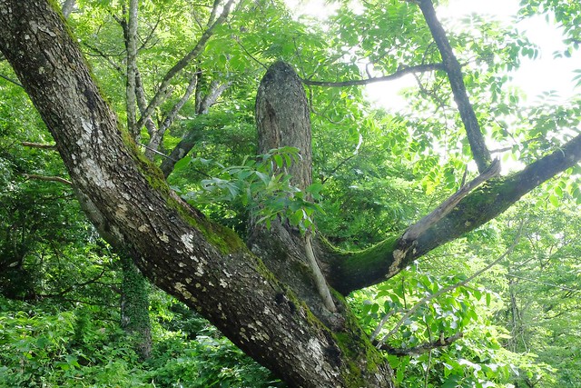 日本秋田旅遊景點┃秋田趴趴造Day4：小安峽大噴湯&rarr;佐藤養助(稻庭烏龍麵體驗+午餐)&rarr;兩關酒造&rarr;男鹿水族館GAO&rarr;元湯雄山閣&rarr;NAMAHAGE神鬼太鼓表演 @飛天璇的口袋