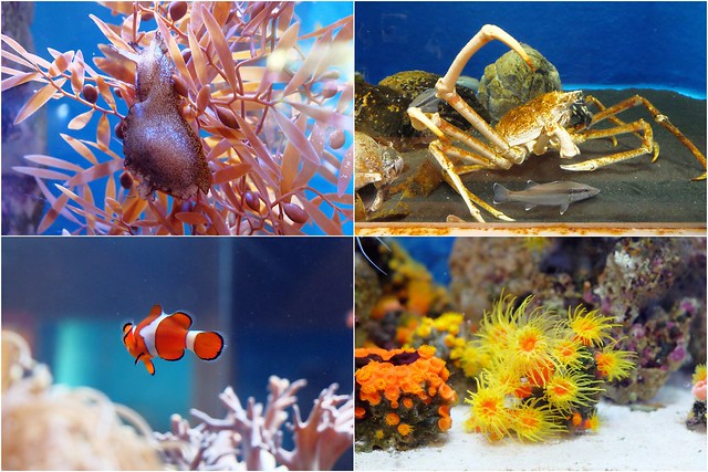 日本秋田旅遊景點┃秋田趴趴造Day4：小安峽大噴湯&rarr;佐藤養助(稻庭烏龍麵體驗+午餐)&rarr;兩關酒造&rarr;男鹿水族館GAO&rarr;元湯雄山閣&rarr;NAMAHAGE神鬼太鼓表演 @飛天璇的口袋