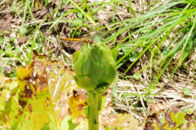 日本秋田旅遊景點┃秋田趴趴造Day4：小安峽大噴湯&rarr;佐藤養助(稻庭烏龍麵體驗+午餐)&rarr;兩關酒造&rarr;男鹿水族館GAO&rarr;元湯雄山閣&rarr;NAMAHAGE神鬼太鼓表演 @飛天璇的口袋