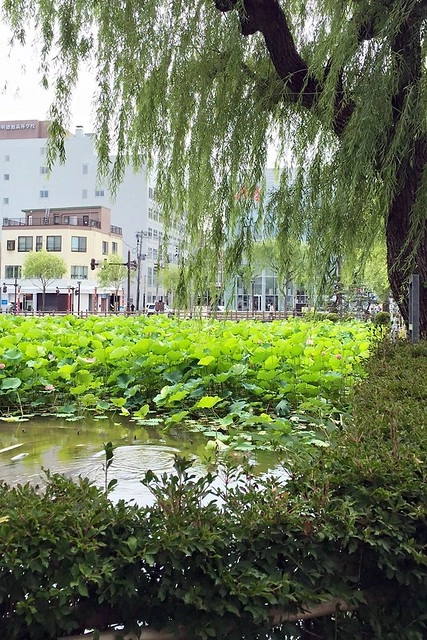 日本秋田｜秋田婆婆冰．可愛的玫瑰叭噗冰，巧遇千秋公園路邊攤 @飛天璇的口袋