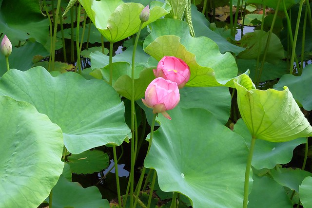 日本秋田｜秋田婆婆冰．可愛的玫瑰叭噗冰，巧遇千秋公園路邊攤 @飛天璇的口袋