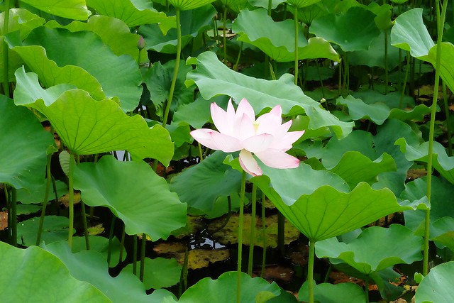日本秋田｜秋田婆婆冰．可愛的玫瑰叭噗冰，巧遇千秋公園路邊攤 @飛天璇的口袋