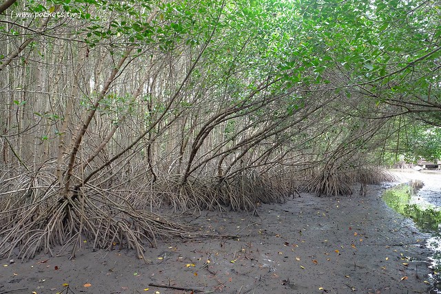 泰國華欣｜曼谷自由行Day2｜宋丹族文化中心&rarr;黑山高爾夫俱樂部&rarr;午餐&rarr;紅樹林生態系統學習中心&rarr;Udom Pochana Seafood Restaurant晚餐&rarr;奧萊塔普拉布里酒店(Aleenta Resort Pranburi) @飛天璇的口袋