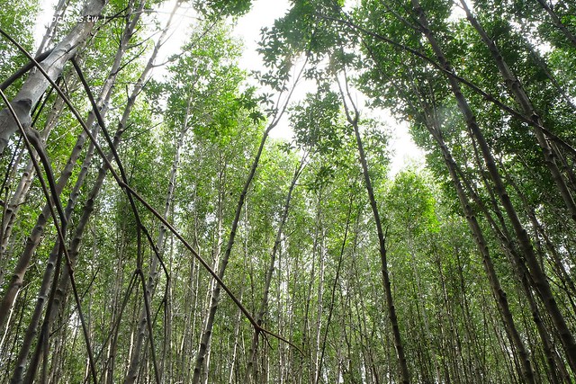 泰國華欣｜曼谷自由行Day2｜宋丹族文化中心&rarr;黑山高爾夫俱樂部&rarr;午餐&rarr;紅樹林生態系統學習中心&rarr;Udom Pochana Seafood Restaurant晚餐&rarr;奧萊塔普拉布里酒店(Aleenta Resort Pranburi) @飛天璇的口袋