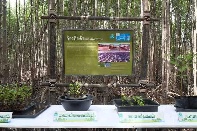 泰國華欣｜曼谷自由行Day2｜宋丹族文化中心&rarr;黑山高爾夫俱樂部&rarr;午餐&rarr;紅樹林生態系統學習中心&rarr;Udom Pochana Seafood Restaurant晚餐&rarr;奧萊塔普拉布里酒店(Aleenta Resort Pranburi) @飛天璇的口袋