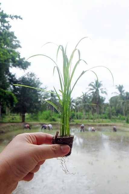 泰國華欣｜曼谷自由行Day3｜手工藝術品中心&rarr;華欣藝術村&rarr;農業觀光推廣公園&rarr;荷葉包料理&rarr;華欣萬豪SPA渡假村(Hua Hin Marriott Resort & Spa)&rarr;Coco 51晚餐&rarr;華欣夜市 @飛天璇的口袋