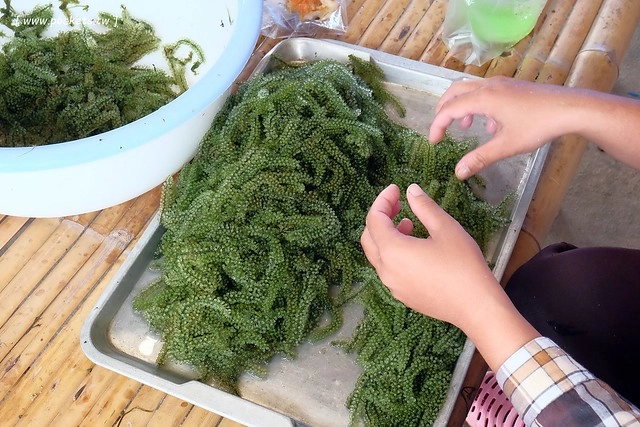 泰國華欣｜曼谷自由行Day4｜體驗和尚佈施&rarr;Laem Phak Bia環境研究發展中心&rarr;Krua Bang Ta Boon午餐&rarr;皇家海洋種植業及養殖中心&rarr;海塩SPA療程&rarr;Devasom Huahin Resort晚餐&rarr;Hua Hin Marriott Resort & Spa @飛天璇的口袋