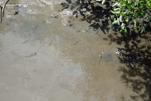 泰國華欣｜曼谷自由行Day4｜體驗和尚佈施&rarr;Laem Phak Bia環境研究發展中心&rarr;Krua Bang Ta Boon午餐&rarr;皇家海洋種植業及養殖中心&rarr;海塩SPA療程&rarr;Devasom Huahin Resort晚餐&rarr;Hua Hin Marriott Resort & Spa @飛天璇的口袋