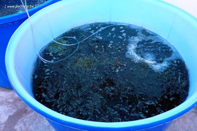 泰國華欣｜曼谷自由行Day4｜體驗和尚佈施&rarr;Laem Phak Bia環境研究發展中心&rarr;Krua Bang Ta Boon午餐&rarr;皇家海洋種植業及養殖中心&rarr;海塩SPA療程&rarr;Devasom Huahin Resort晚餐&rarr;Hua Hin Marriott Resort & Spa @飛天璇的口袋