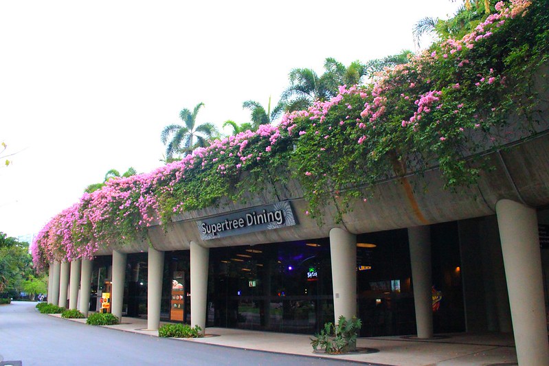 天空樹 Supertree Grove┃新加坡景點：濱海灣公園超震撼美景，走進阿凡達的星球，新加坡必遊景點推薦 @飛天璇的口袋