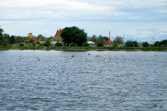 泰國華欣｜曼谷自由行Day4｜體驗和尚佈施&rarr;Laem Phak Bia環境研究發展中心&rarr;Krua Bang Ta Boon午餐&rarr;皇家海洋種植業及養殖中心&rarr;海塩SPA療程&rarr;Devasom Huahin Resort晚餐&rarr;Hua Hin Marriott Resort & Spa @飛天璇的口袋