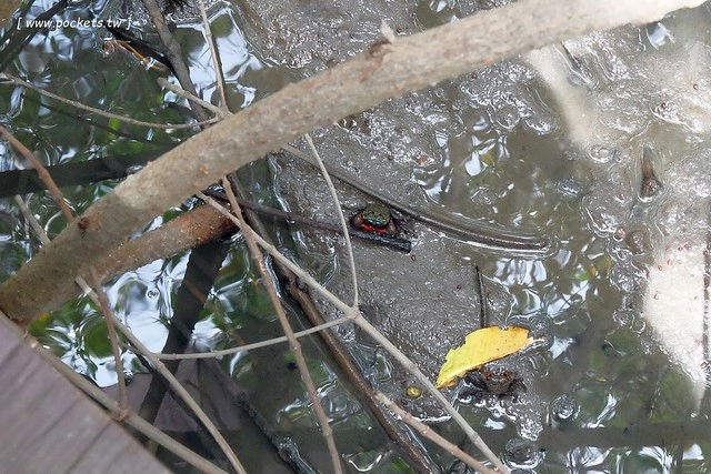 泰國華欣｜曼谷自由行Day4｜體驗和尚佈施&rarr;Laem Phak Bia環境研究發展中心&rarr;Krua Bang Ta Boon午餐&rarr;皇家海洋種植業及養殖中心&rarr;海塩SPA療程&rarr;Devasom Huahin Resort晚餐&rarr;Hua Hin Marriott Resort & Spa @飛天璇的口袋