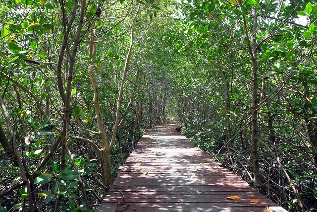 泰國華欣｜曼谷自由行Day4｜體驗和尚佈施&rarr;Laem Phak Bia環境研究發展中心&rarr;Krua Bang Ta Boon午餐&rarr;皇家海洋種植業及養殖中心&rarr;海塩SPA療程&rarr;Devasom Huahin Resort晚餐&rarr;Hua Hin Marriott Resort & Spa @飛天璇的口袋