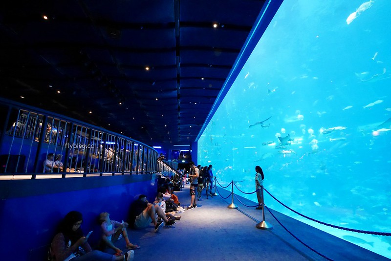 S.E.A海洋館┃新加坡旅遊：新加坡必玩的親子旅遊景點，全世界最大的水族館，超過800種海底生物超療癒 @飛天璇的口袋