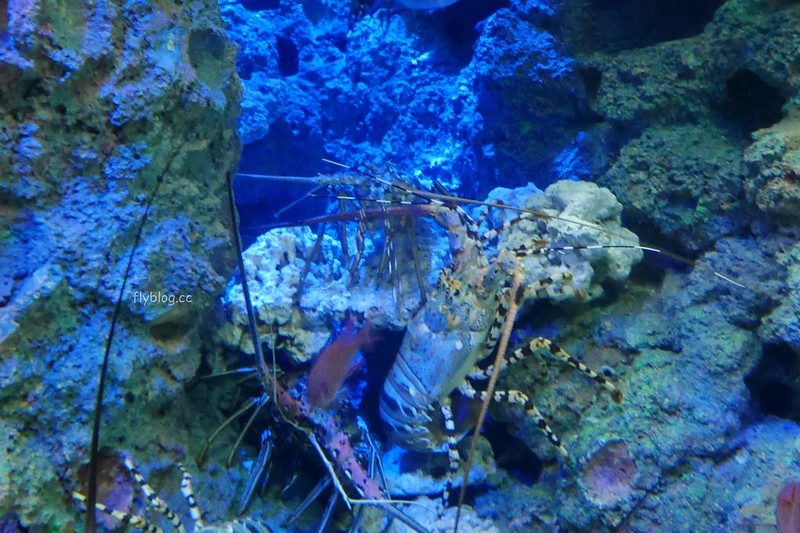 S.E.A海洋館┃新加坡旅遊：新加坡必玩的親子旅遊景點，全世界最大的水族館，超過800種海底生物超療癒 @飛天璇的口袋