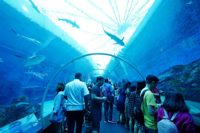 S.E.A海洋館┃新加坡旅遊：新加坡必玩的親子旅遊景點，全世界最大的水族館，超過800種海底生物超療癒 @飛天璇的口袋