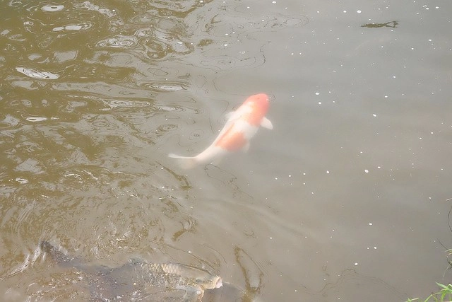 日本島根｜松江市半日遊．玉造溫泉街、玉作湯神社、清嚴寺、湯藥師廣場、姬LABO @飛天璇的口袋