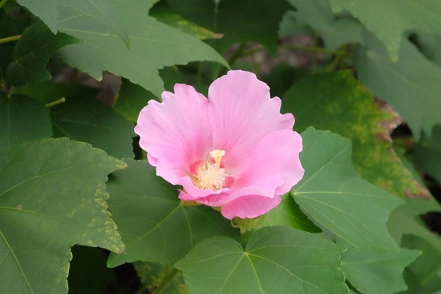 日本島根｜松江市半日遊．玉造溫泉街、玉作湯神社、清嚴寺、湯藥師廣場、姬LABO @飛天璇的口袋