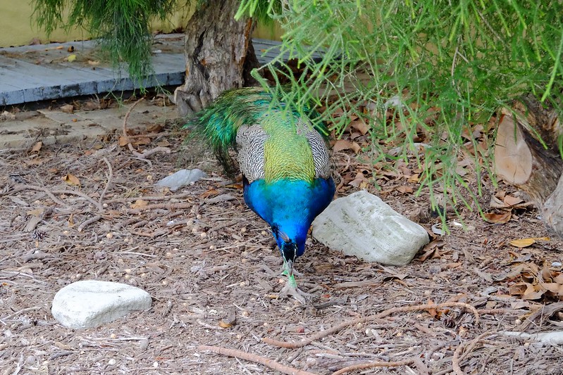澳洲珀斯｜Rottnest Island 羅特尼斯島，西澳最受觀迎的渡假島嶼，世界最快樂的動物Quokka @飛天璇的口袋