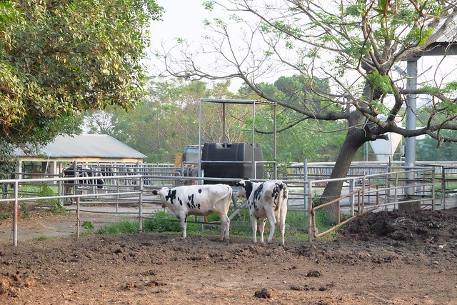 櫻桃共和國 Cherry Republic┃來自美國的品牌，產地100%直送酸櫻桃乾，莓果中的貴族超級水果，健康零食給小孩吃也放心 @飛天璇的口袋