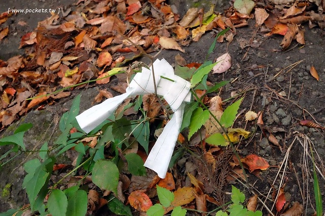 塔崖(塔のへつり)┃福島景點推薦：會津鐵道隱藏版密境，百萬年造就絕美風景，體驗大自然的鬼斧神工，秋天最適合賞楓旅遊 @飛天璇的口袋